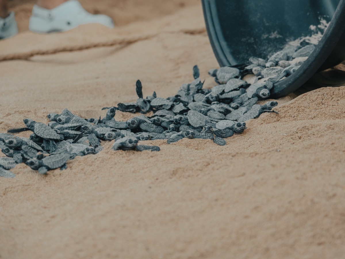 Assister au départ des bébés tortues aux Philippines : une expérience inoubliable à&nbsp;Palawan